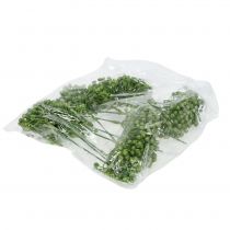 Artículo Palillo de capullos de hortensia 22cm verde 12uds