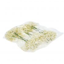 Artículo Palillo de capullos de hortensia 22cm crema 12ud