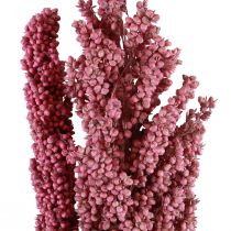 Maíz Indio Flores Secas Maíz Indio Rosa 75cm 3uds