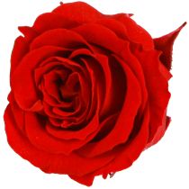 Artículo Rosas Infinitas Flores Reales Mini Rosas Rojas Ø3cm 16 uds