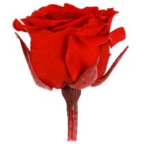 Artículo Rosas eternas Flores verdaderas Mini Rosas Rojas Ø3cm 16pzs