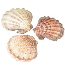 Artículo Vieiras auténticas al natural – sabor marítimo natural 1 kg