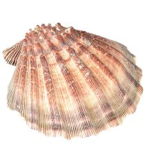 Artículo Vieiras auténticas al natural – sabor marítimo natural 1 kg
