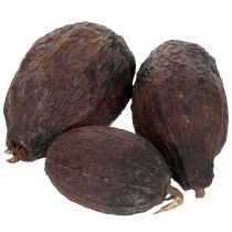 Artículo Fruta de cacao, natural, 10-18 cm, 15 unidades