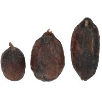 Artículo Fruta de cacao, natural, 10-18 cm, 15 unidades