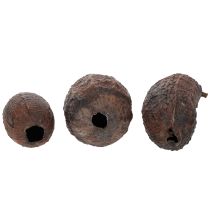 Artículo Fruta de cacao, natural, 10-18 cm, 15 unidades