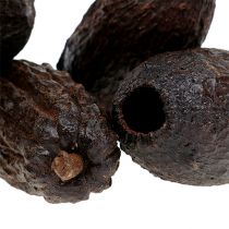 Vainas de cacao natural 10-18cm 15pcs