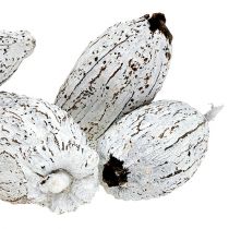 Artículo Mazorcas de cacao blanqueadas 15 piezas