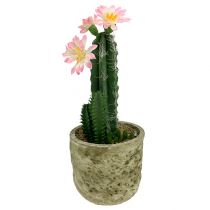 Cactus en maceta con flor Rosa H 21cm