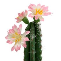 Cactus en maceta con flor Rosa H 21cm