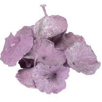 Artículo Hongo Kalix Morado, Lavado Blanco 100 uds