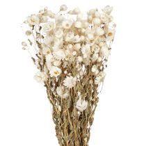 Artículo Flores secas de manzanilla para decoración, ramo blanco de 65 cm, 50 g