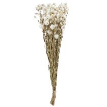 Artículo Flores secas de manzanilla para decoración, ramo blanco de 65 cm, 50 g