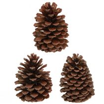 Artículo Piñas Pinus Maritima piñas marítimas decoración 12-13 cm 3 piezas