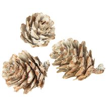Artículo Piñas blanqueadas, pequeñas piñas decorativas en red, 2,5-3,5 cm, 500 g