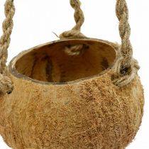 Artículo Cuenco colgante de coco, cuenco de plantas naturales, cesta colgante Ø8cm L55cm