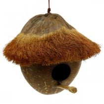 Coco como caja nido, pajarera para colgar, decoración de coco Ø16cm L46cm