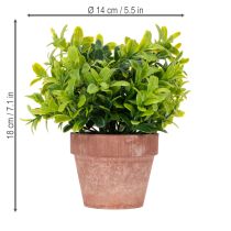 Artículo Planta artificial en maceta con textura realista para uso interior y decoración, 18cm, 3 piezas