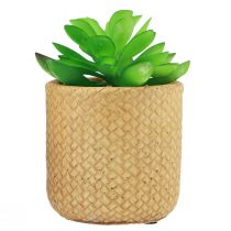 Artículo Suculentas Artificiales en Maceta Plantas Artificiales Surtidas 10cm 3uds