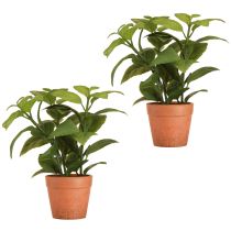 Artículo Albahaca artificial en maceta Planta artificial para hierbas 22 cm 2 piezas