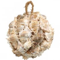 Artículo Deco bola caracol conchas conchas deco colgante naturaleza Ø12cm
