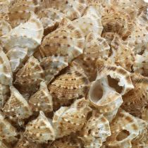 Bola decoración concha caracoles de mar Decoración marinera para colgar Ø18cm