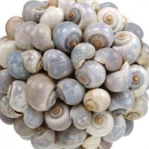 Bola deco bola de concha de caracol de mar decoración natural marítima Ø19cm