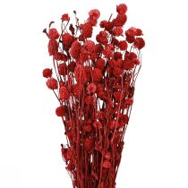 Artículo Globo amaranto Gomphrena Globosa en rojo oscuro L45cm 100g
