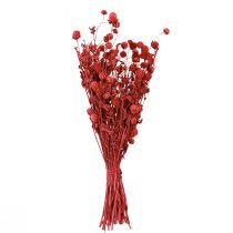 Artículo Amaranto globo (Gomphrena globosa), rojo, seco, 45 cm, 100 g
