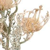 Artículo Flores Artificiales, Flor de Acerico, Leucospermum, Proteaceae Blanco Lavado L58cm 3pcs