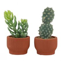 Artículo Plantas artificiales Cactus suculentos Planta verde artificial 14,5/15,5 cm 2 piezas