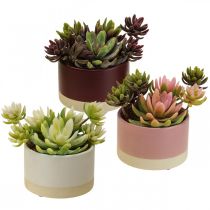 Plantas artificiales en macetas suculentas artificiales H13cm 3pcs