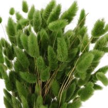 Artículo Lagurus seco (hierba cola de liebre) 65-70cm 75g