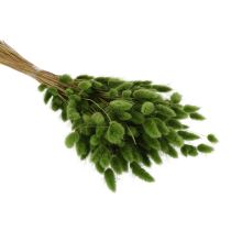 Artículo Lagurus seco (hierba cola de liebre) 65-70cm 75g