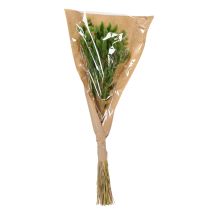 Artículo Lagurus seco (hierba cola de liebre) 65-70cm 75g