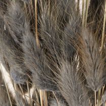 Artículo Hierba de cola de liebre seca Lagurus gris 45-55 cm 50 g