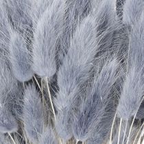 Artículo Hierba de cola de liebre seca (Lagurus) gris para ramos de flores secas, 60 cm, 75 g