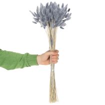 Artículo Lagurus seco (hierba de cola de liebre) gris para ramos de flores secas 60 cm 75 g