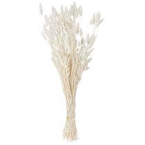 Artículo Flores secas Lagurus Natural – Hierba de cola de conejo esponjosa en color blanco crema 55-70 cm 100 g