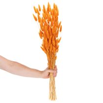 Artículo Manojo de hierba aterciopelada de Lagurus, seca, 70 cm, 100 g