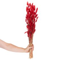 Artículo Ramo de Lagurus seco, decoración floral seca, 70 cm, 100 g