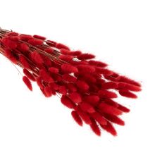 Artículo Ramo de Lagurus seco, decoración floral seca, 70 cm, 100 g