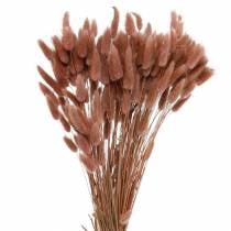 Floristería seca hierba cola de conejo Lagurus marrón rojizo 100g