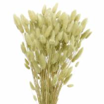 Velvet Grass Lagurus Verde Claro 100g Hierbas Secas