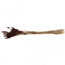 Artículo Floristería seca, césped decorativo, Lagurus Brown L35–50cm 25g