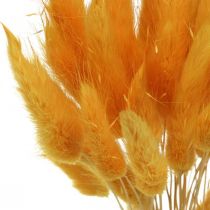 Artículo Lagurus Amarillo, Hierba Terciopelo, Hierba Cola de Conejo L20-50cm 25g