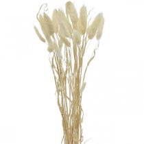 Lagurus decoración seca, hierba terciopelo, hierba cola de conejo, decoración seca blanqueada L20-60cm 30p