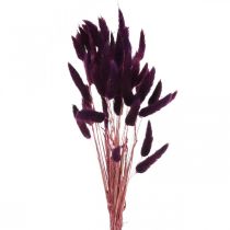 Hierba de terciopelo violeta, hierba de cola de conejo, Lagurus L18-50cm 25g