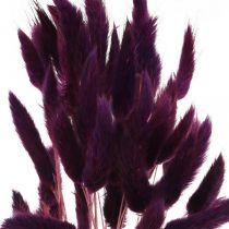 Hierba de terciopelo violeta, hierba de cola de conejo, Lagurus L18-50cm 25g