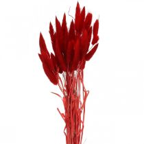 Artículo Hierba decorativa roja, lagurus, hierba aterciopelada, floristería seca L30–50cm 20g